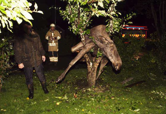 A drunken moose is seen stuck in an apple tree in Gothenburg, Sweden