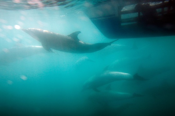 Image: Environmental Groups Challenge Navy's Use Of Sonar In West Coast Training Exercises