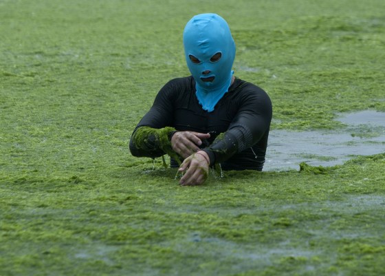 Image: Seaweed Swamps Qingdao Coastline