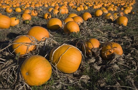A pumpkin patch ready for harvest. 