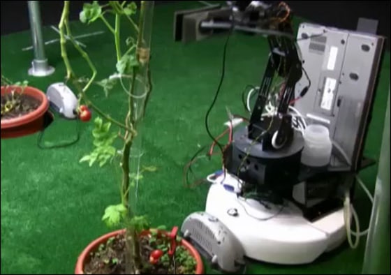 The New Green Thumb
The robotic gardener tends tomato plants.