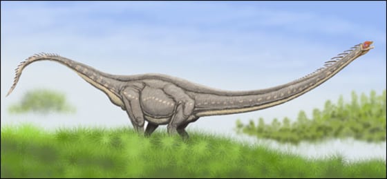 Wikipedia Commons | Long and Low This artist's illustration shows Mamenchisaurus, a long-necked sauropod that, like its relatives, would have been more likely to hold its head parallel to the ground than high in the treetops, new research has found.