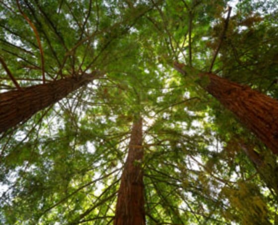 The tree rings of 52 fallen giant sequoias, Earth's biggest trees, have revealed a 3,000-year-old history of droughts and fires.
