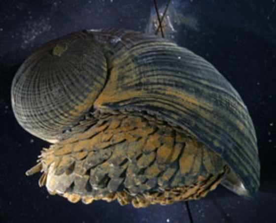 Image: Deep-water snail