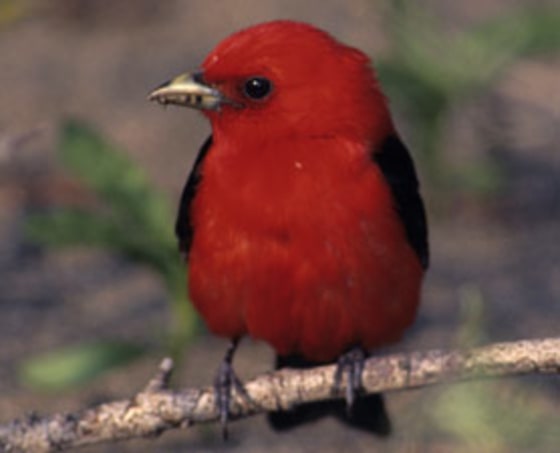 Scarlet Tanagers, pictured above, were one of the many varieties of songbird studied by researchers to determine how these birds responded to changes in their habitats.