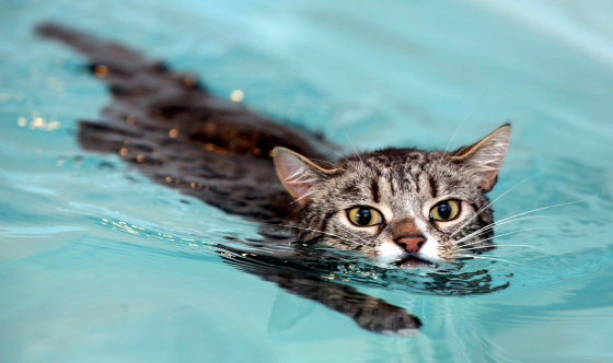 Image: Mog the cat swims around Hawksland hydrotherapy pool