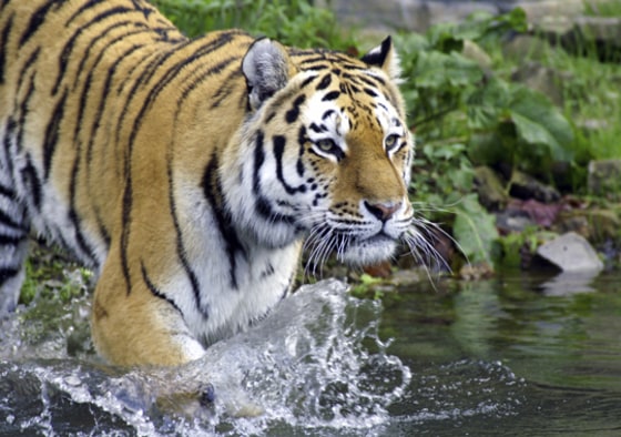 iStockPhoto | Telling Tigers by Their Stripes
Each tiger's markings are unique, like a fingerprint, and a new computer-driven technique can match images of live animals with illegally traded skins, identifying when and where poachers made their kills.