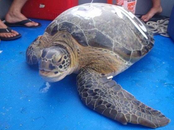 Bond, a green turtle from Dry Tortugas, wears a tag that lets scientists keep track of him during his travels.
