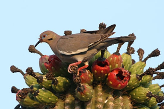 White-winged doves make a call that sounds like "who-cooks-for-you."
