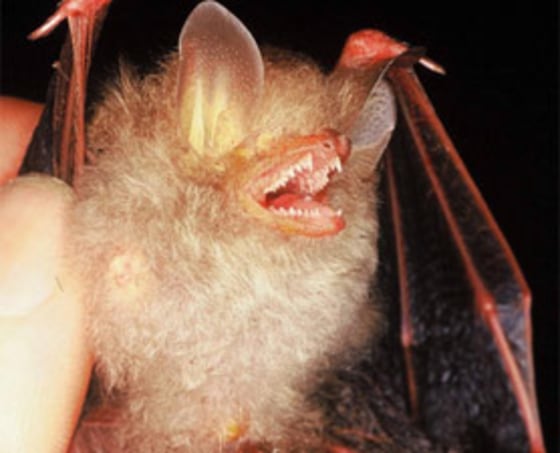 The clear-winged woolly bat, pictured here, can really carry a tune. Not only does this animal have the highest pitched call of any documented species; the bat also is tied for being one of the world's fastest "talkers."