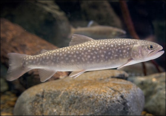iStockPhoto | Pollution Sentinel
This photo shows a normal freshwater fish. Around the world, increasing numbers of male fish are developing female traits -- growing new sexual organs and sometimes even producing eggs. And more than one class of chemicals may be to blame