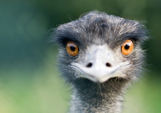 An ostrich. Dinosaurs resembling ostriches on steroids ran through Early Cretaceous China around 120 million years ago, according to a new paper that describes one such beast, weighing 1,400-pounds.