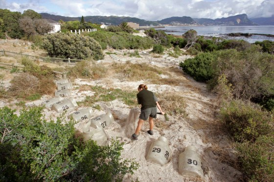 A park worker examines newly installed penguin nest boxes at Simons Town, South Africa.