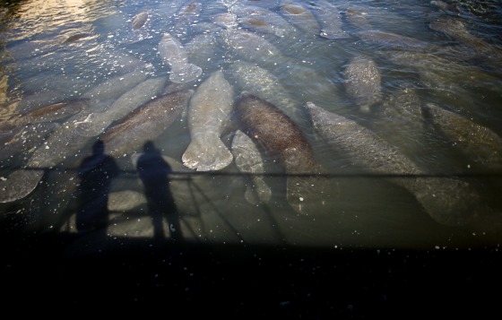 Image: Manatees gather near the outlet where Florida Power & Light Company (FPL) pipes warm the water, at an inactive power plant undergoing renovation works in Riviera Beach