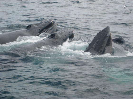 Cape Cod Whale Watch