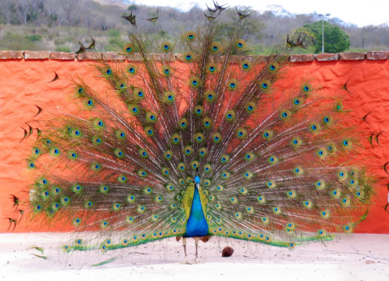 \"Ya think I'll get the girl\". Showing his stuff at a ranch just NE of Mazatlan, Mx.