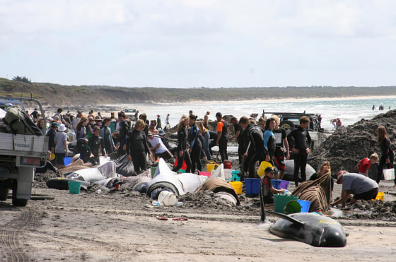 Some of the whales and dolphins stranded Monday on King Island off southern Australia are treated with wet towels and buckets of water to keep them cool.