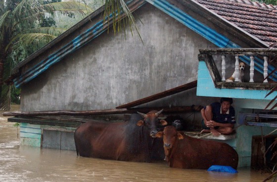 A farmer protects himself and his cattle on Tuesday by sitting on a ledge of his flooded home in Vietnam's Phu Yen province.