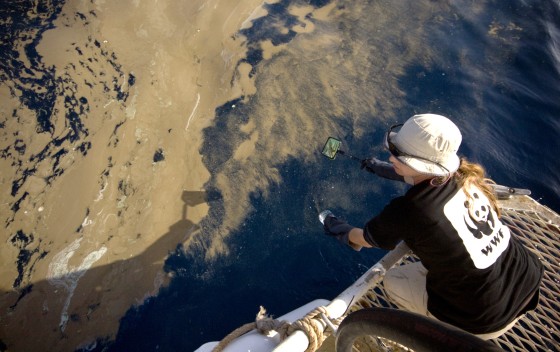 Gilly Llewellyn, the World Wildlife Fund's conservation director in Australia, on Sept. 30 collects samples from a waxy substance found in the water around the Montara oil rig leak in the Timor Sea.
