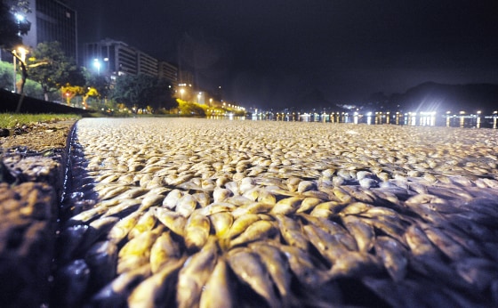 Dead fish float in the water at Rodrigo de Freitas lagoon in Rio de Janeiro, Brazil, early Friday.