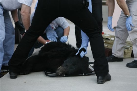 Bear in Medical Building