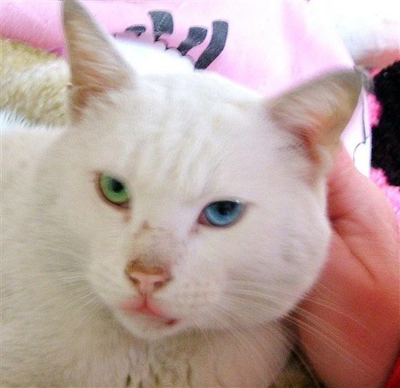 BRITAIN STOWAWAY CAT