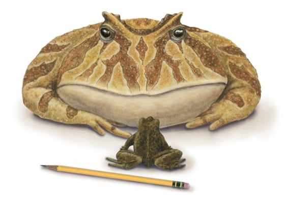 Beelzebufo Preview