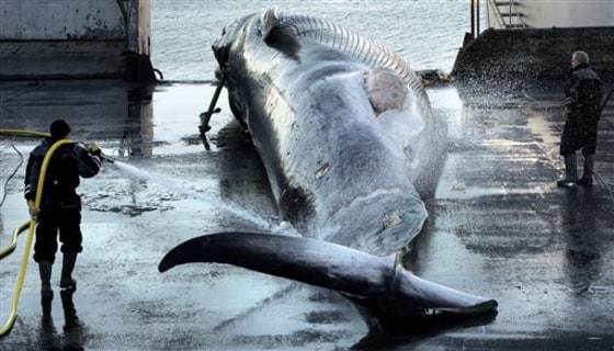ICELAND WHALING