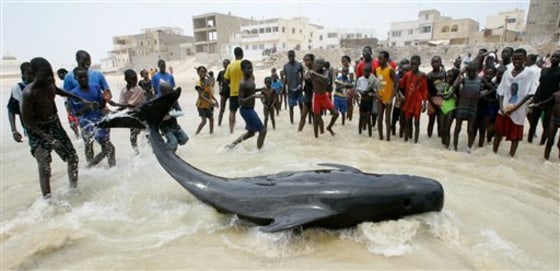 APTOPIX SENEGAL WHALES