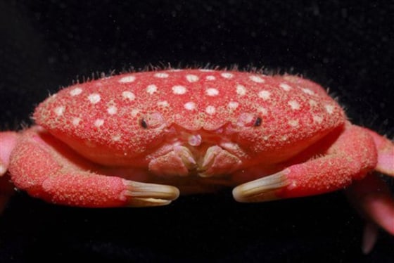 Taiwan Strawberry Crab