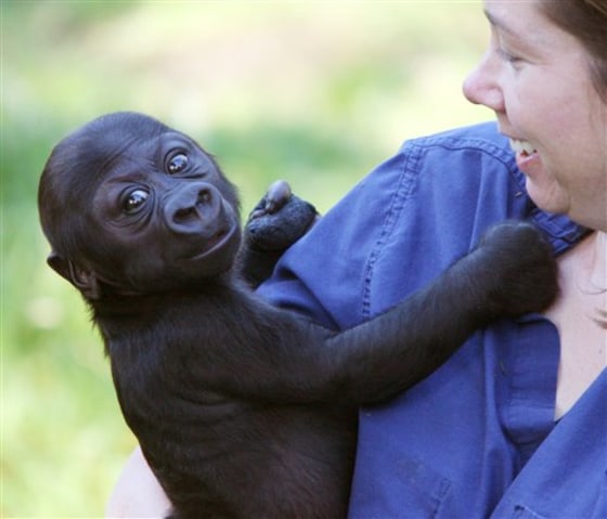 Baby Gorilla