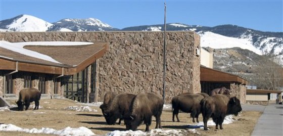 Ted Turner Bison