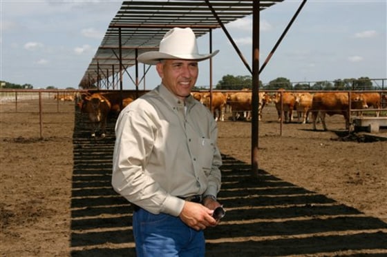 Japanese Cows in Texas