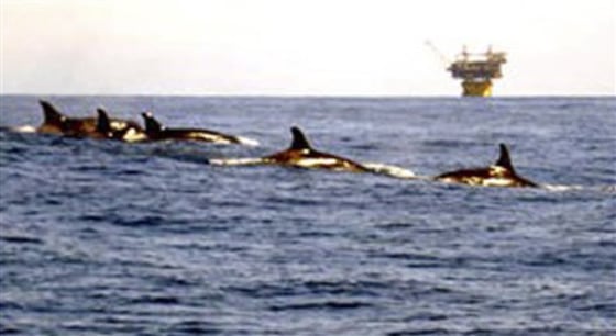Killer Whales Gulf