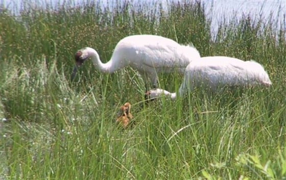 WHOOPING CRANES