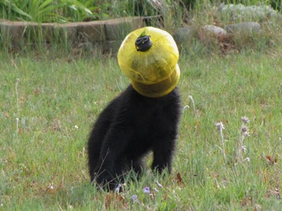 Bear in Feeder