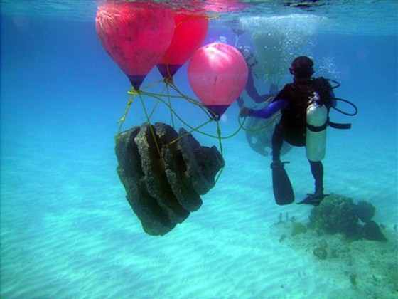 Turks and Caicos Artifical Reef
