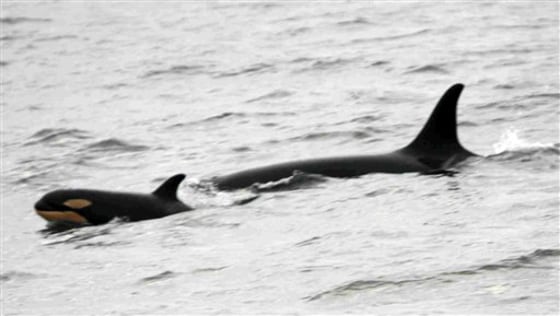 Baby Orca