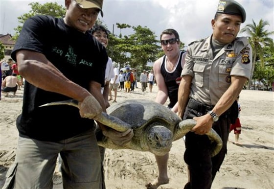 Indonesia Turtle Sacrifice