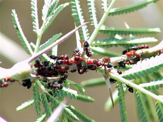 Ants and plants are in it together