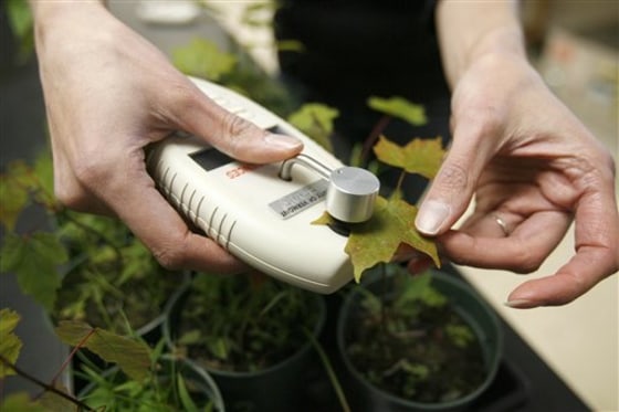 Fall Foliage Warming