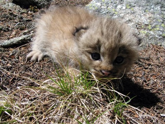 Lynx Kittens