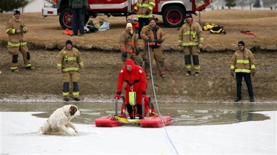 Dog Ice Rescue
