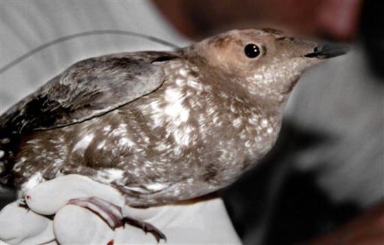 MARBLED MURRELET
