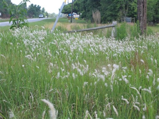 Farm Scene Killer Weed