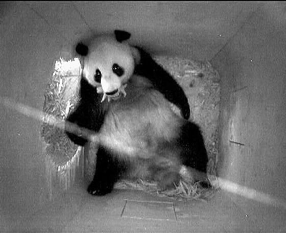 Austria Panda Baby