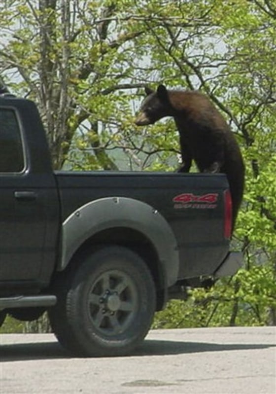 Bear Encounters