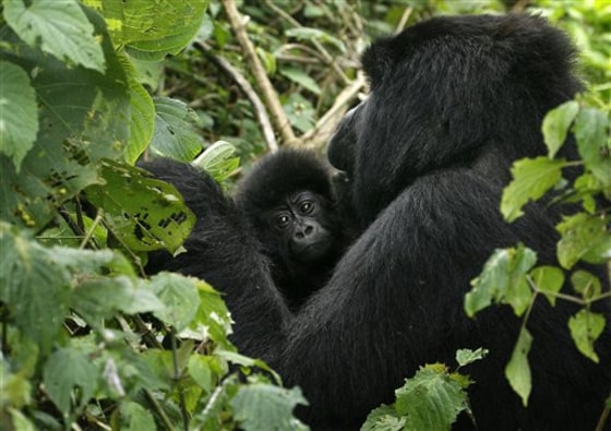 CONGO GORILLAS