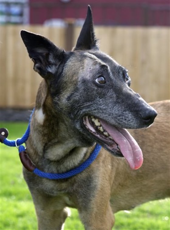 Dog Trainer Vanishes Ex Wife S Beau Arrested