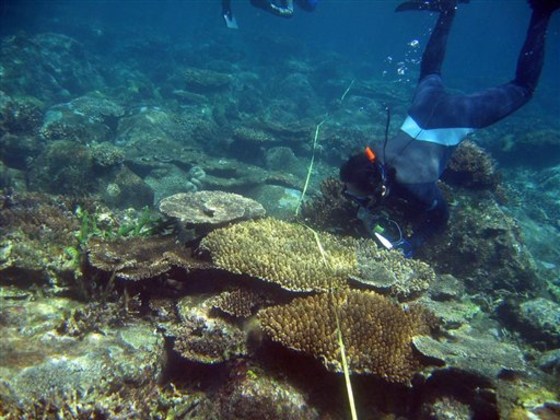 Indonesia Tsunami Coral Reefs